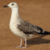 1cy fuscus in August, ringed in Finland. (81365 bytes)